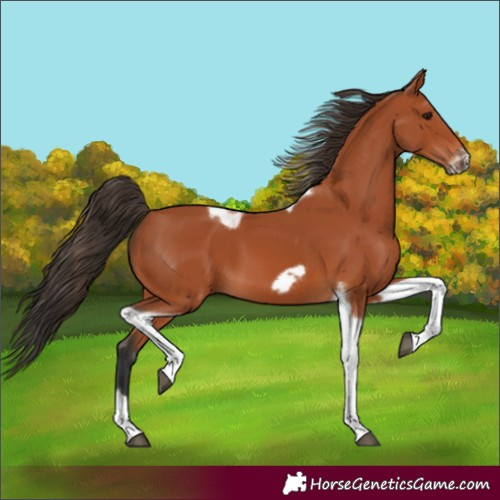 Horse Color:Bay Tobiano Frame 