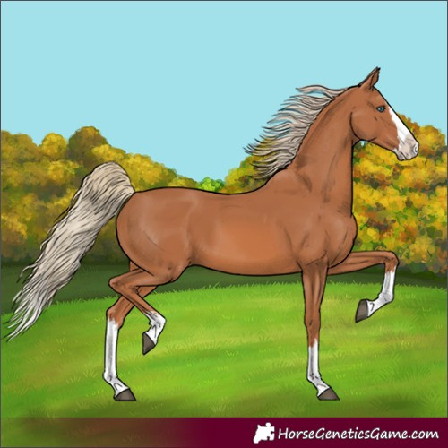 Horse Color:Chestnut Splash