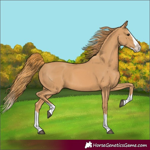 Horse Color:Chestnut Splash