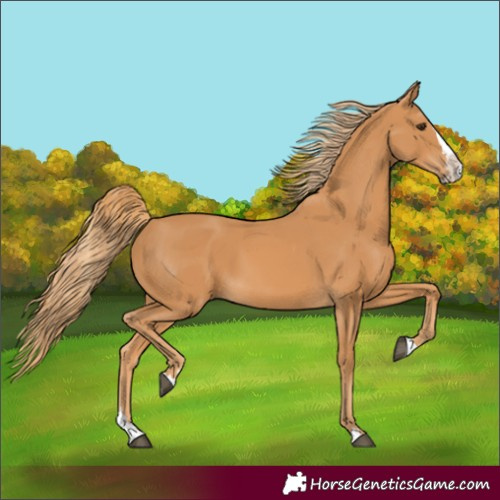 Horse Color:Chestnut Splash 