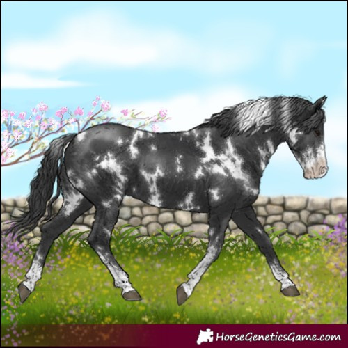Horse Color:White Spotted Black Sabino
