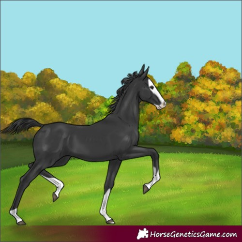 Horse Color:Black Splash