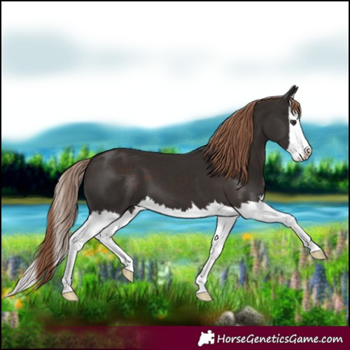 Horse Color:Liver Chestnut Splash 