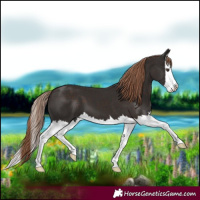Horse Color:Liver Chestnut Splash