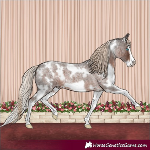 Horse Color:White Spotted Liver Red Roan Splash Frame 