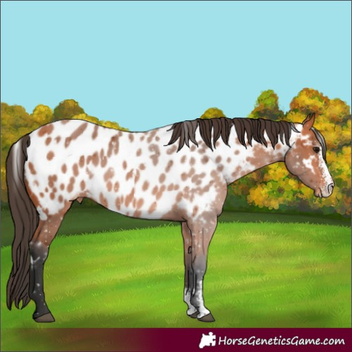 Horse Color:White Spotted Bay Sabino Appaloosa