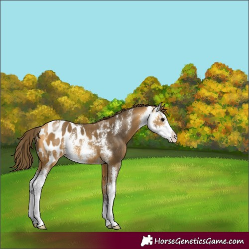 Horse Color:Buckskin Sabino Blanket Rabicano
