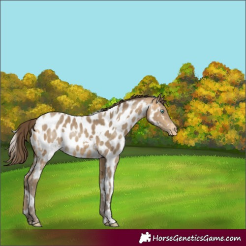 Horse Color:White Spotted Sable Cream Champagne Near Leopard