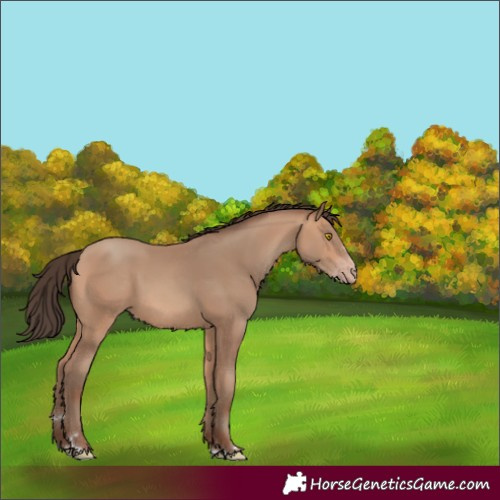 Horse Color:Amber Champagne