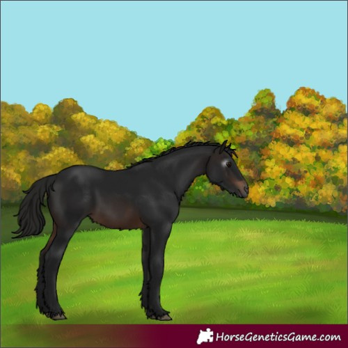 Horse Color:Gray Brown 