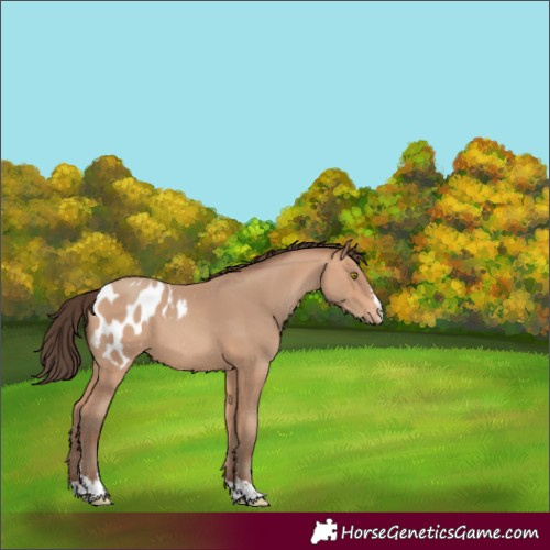 Horse Color:Amber Champagne Blanket 