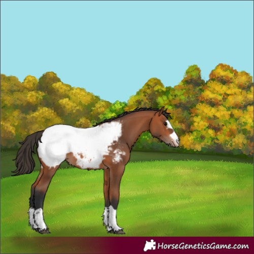 Horse Color:Bay Appaloosa 