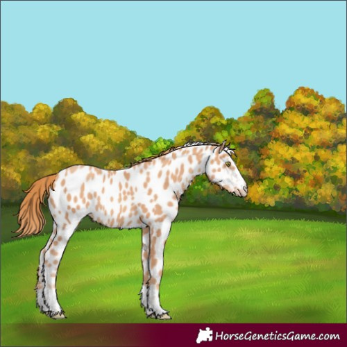 Horse Color:Gold Champagne Near Leopard
