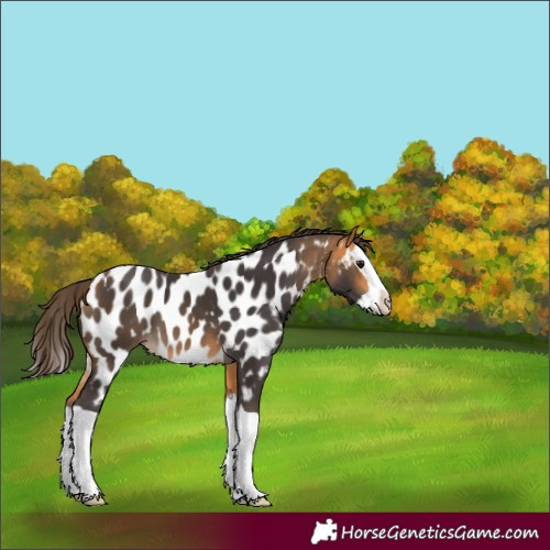 Horse Color:Buckskin Splash Appaloosa