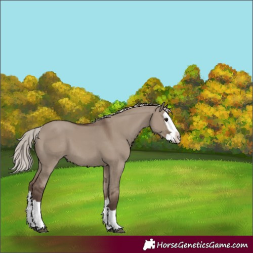 Horse Color:Silver Grullo Splash