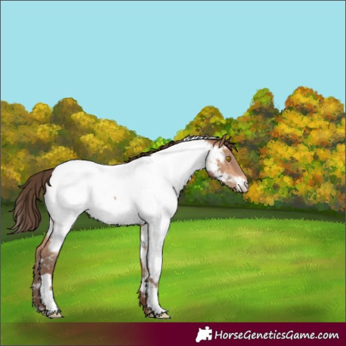 Horse Color:White Spotted Amber Champagne Near Fewspot 