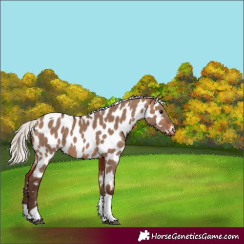 Horse Color:Silver Bay Dun Tobiano Appaloosa 