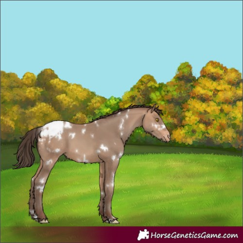 Horse Color:White Spotted Amber Champagne Appaloosa 