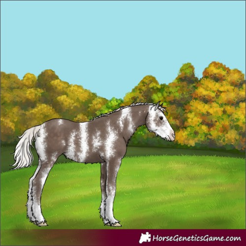 Horse Color:Silver Black Sabino 