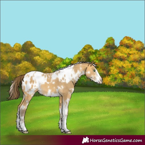 Horse Color:White Spotted Sable Cream Champagne Sabino Appaloosa