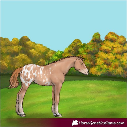 Horse Color:Gold Champagne Appaloosa 