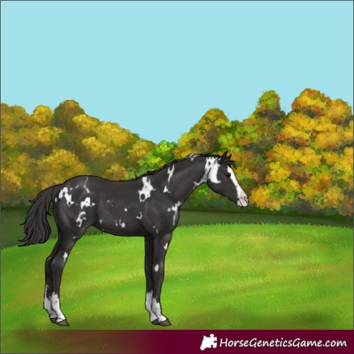 Horse Color:White Spotted Smoky Black Splash 