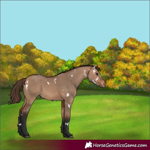Horse Color:White Spotted Bay Dun Varnish 