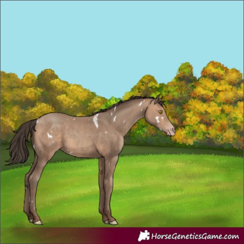 Horse Color:White Spotted Sable Champagne 