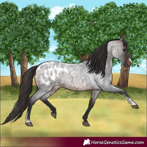 Horse Color:Brown Roan Sabino Blanket