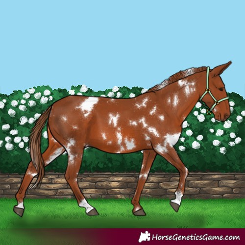 Horse Color:White Spotted Chestnut 
