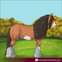 Horse Color:Bay Splash Frame 