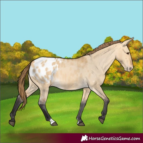 Horse Color:Buckskin Dun Appaloosa 