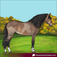 Horse Color:Bay Dun and Brown Dun