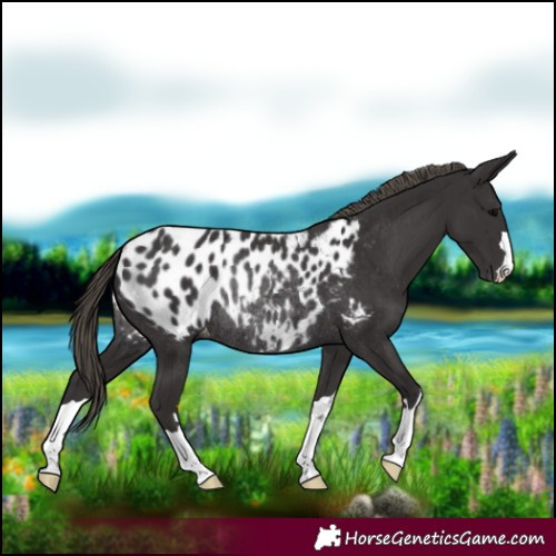 Horse Color:Smoky Black Appaloosa Rabicano 