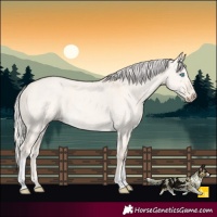 Horse Color:Cremello Dun Tobiano