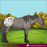 Horse Color:Grullo Appaloosa 