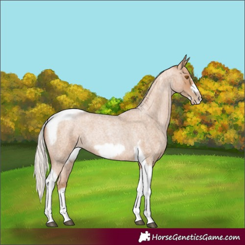 Horse Color:Silver Blue Roan Pearl Tobiano Frame