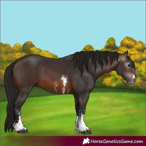Horse Color:Gray Bay Sabino 