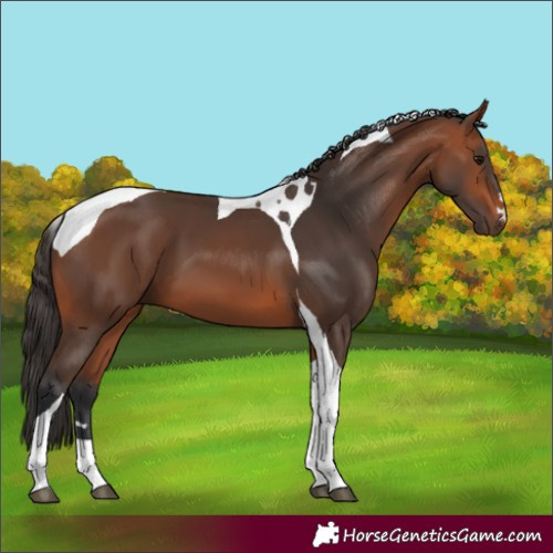 Horse Color:Bay Tobiano 