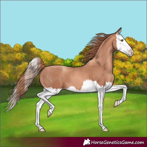 Horse Color:Gold Champagne Splash 