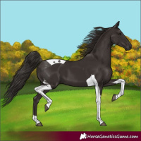 Horse Color:Liver Chestnut Tobiano 