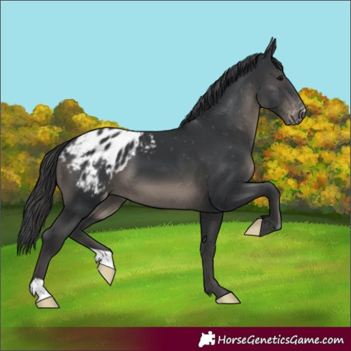 Horse Color:Black Blanket 