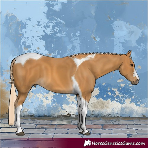 Horse Color:Palomino Tobiano