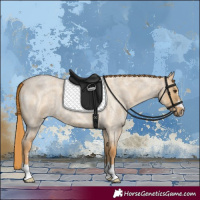 Horse Color:Red Dun Roan 