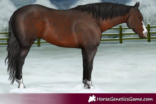 Horse Color:Liver Chestnut 