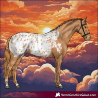 Horse Color:Chestnut Appaloosa