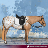 Horse Color:Chestnut Appaloosa 