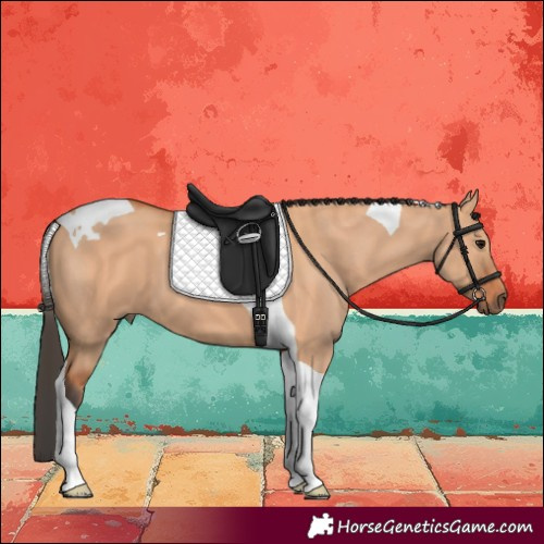 Horse Color:Bay Dun Tobiano 