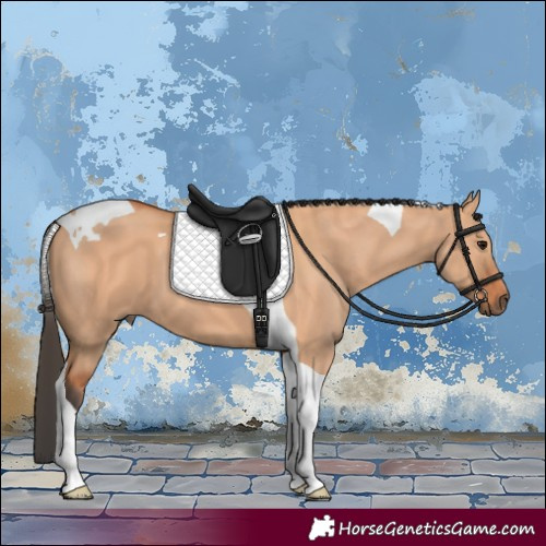 Horse Color:Bay Dun Tobiano 