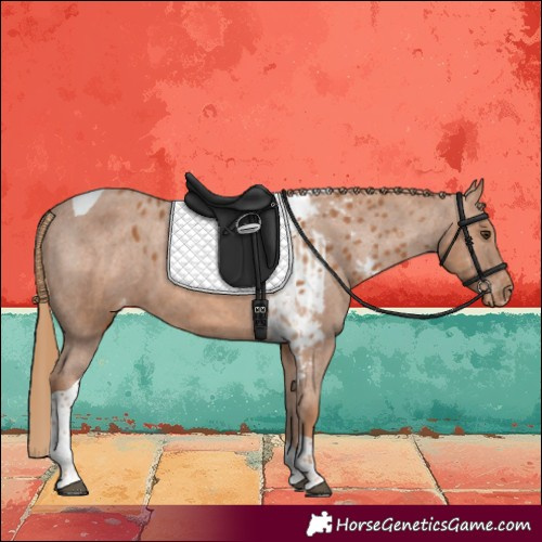 Horse Color:Chestnut Tobiano Skewed LP Spotted 
